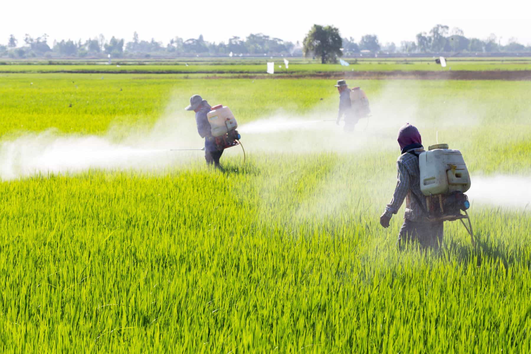 People spraying pesticides