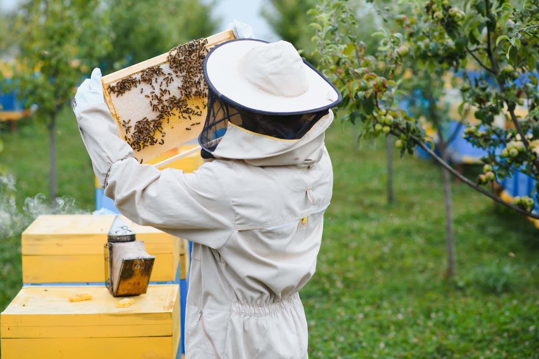 Beekeeper tending to bees