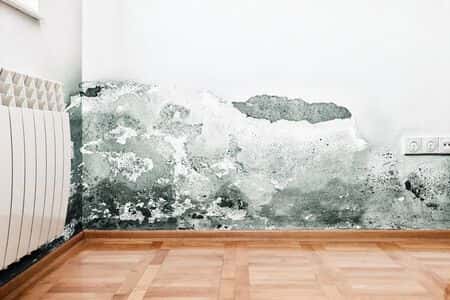 Insurance Company Fails to Remediate Mold Growth After Water Damage