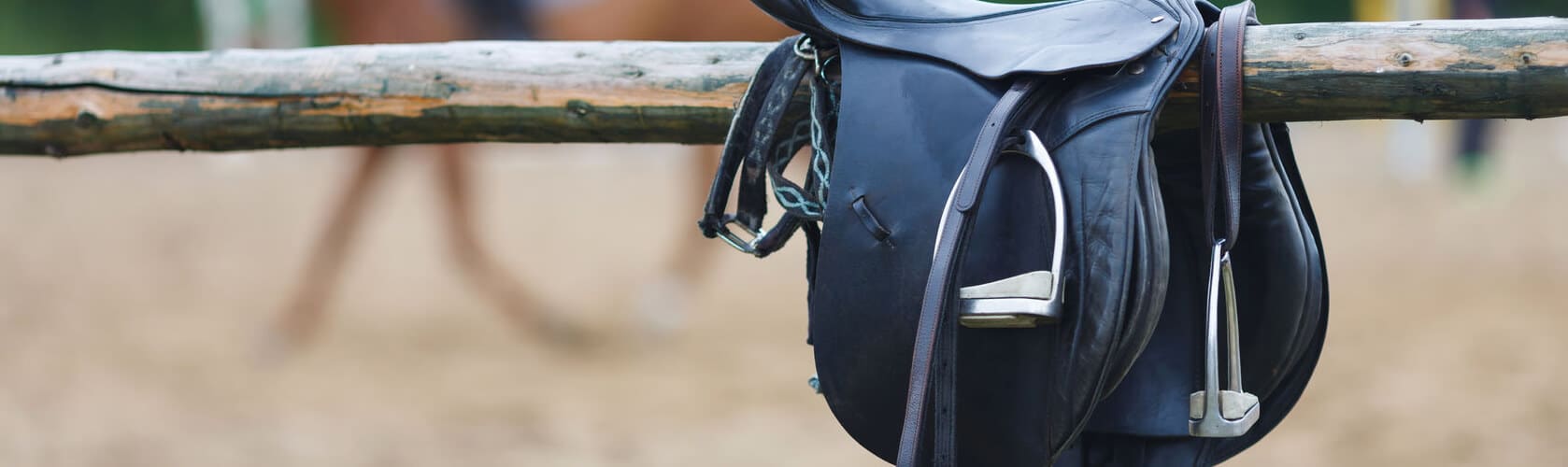 Equestrian Expert Witness