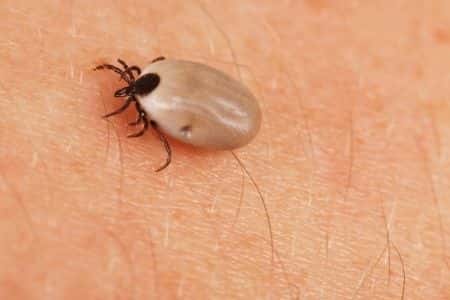 Undiagnosed Lyme disease leads to patient’s death